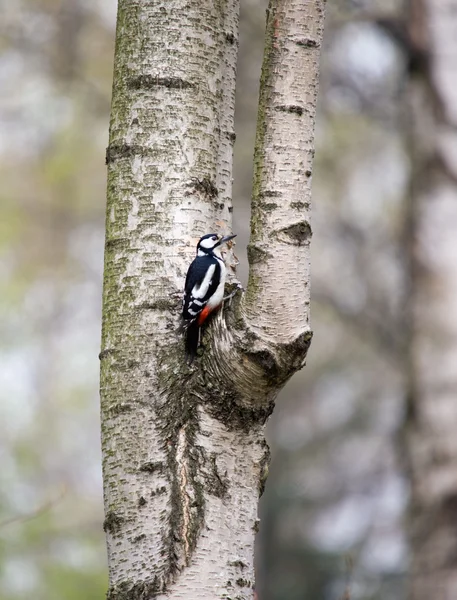 在白桦树上的啄木鸟 — 图库照片