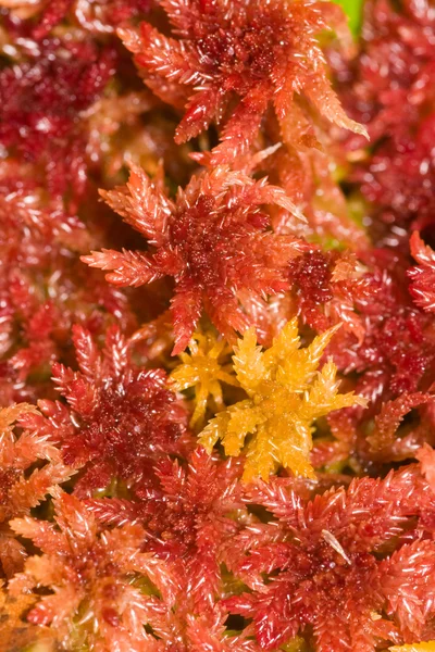 Red moss — Stock Photo, Image