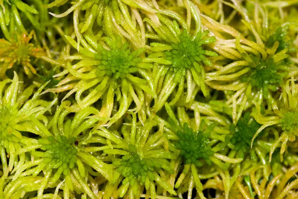 Green moss on a bog — Stock Photo, Image