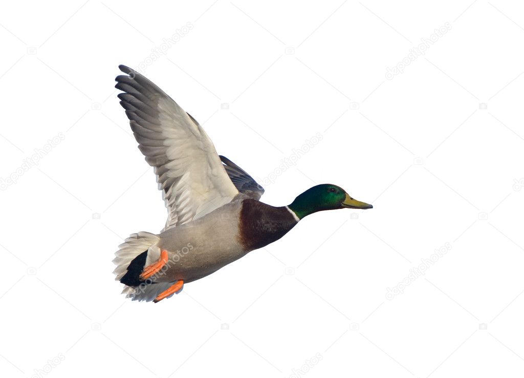 Duck in flight
