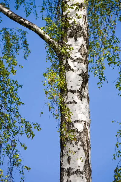 Baharda huş ağacı — Stok fotoğraf