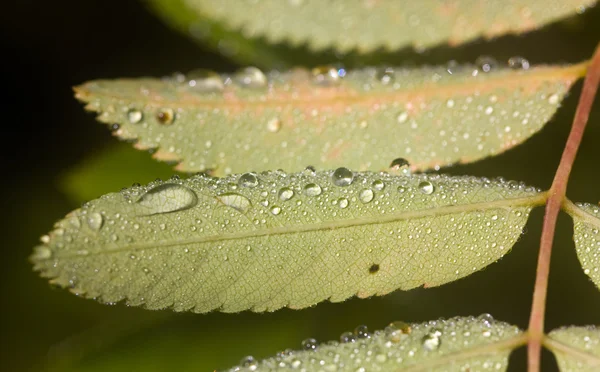 Leaves after a rain — Stock Photo, Image
