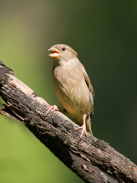 Getjilp sparrow — Stockfoto