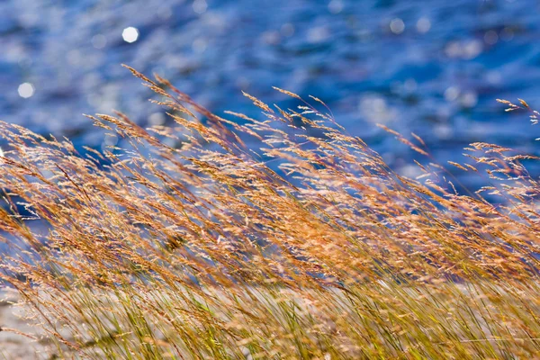 Трава на побережье — стоковое фото
