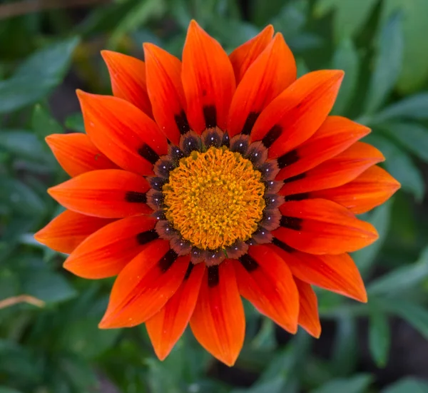 Sun on flowerbed — Stock Photo, Image