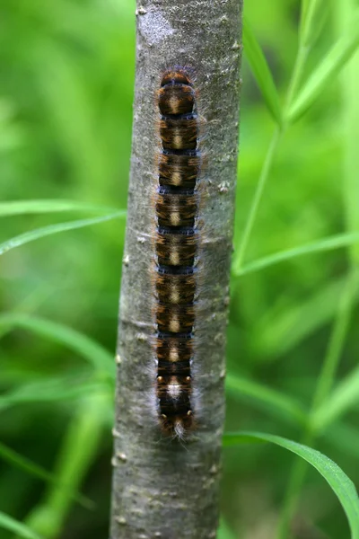 Caterpillar på stjälken — Stockfoto