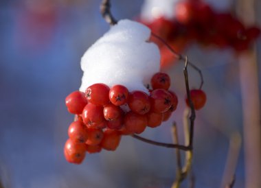 Mountain ash yakın çekim