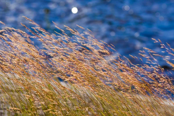 Kıyısında çimen — Stok fotoğraf