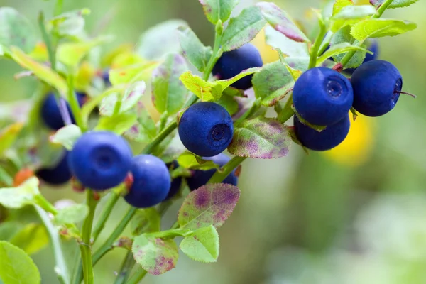 Bush of a ripe bilberry — Stock Photo, Image