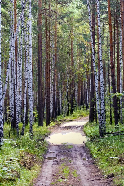 Camino de madera — Foto de Stock