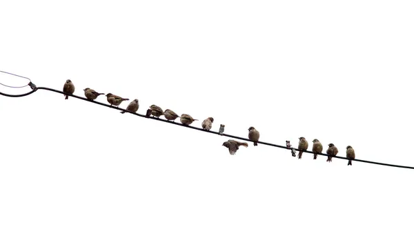 Flock of sparrows — Stock Photo, Image