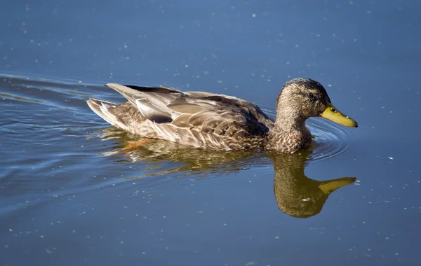 Yüzme ördek — Stok fotoğraf