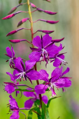 Fireweed close up clipart