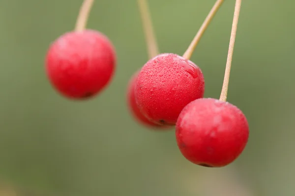 Bacche di ciliegio — Foto Stock