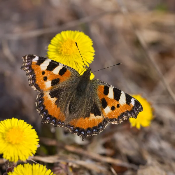 Mariposa de primavera — Foto de Stock