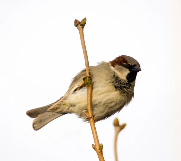 Sparrow på gren — Stockfoto