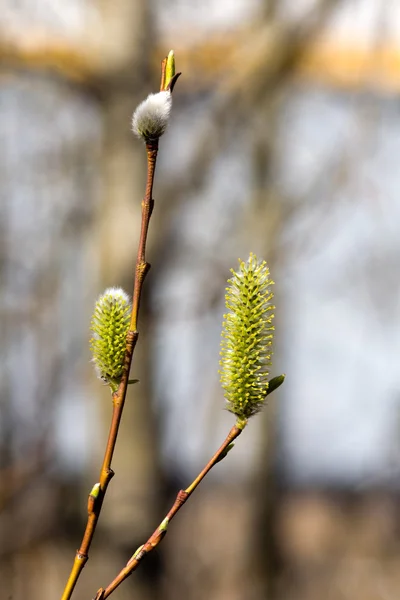 Jarní větve — Stock fotografie
