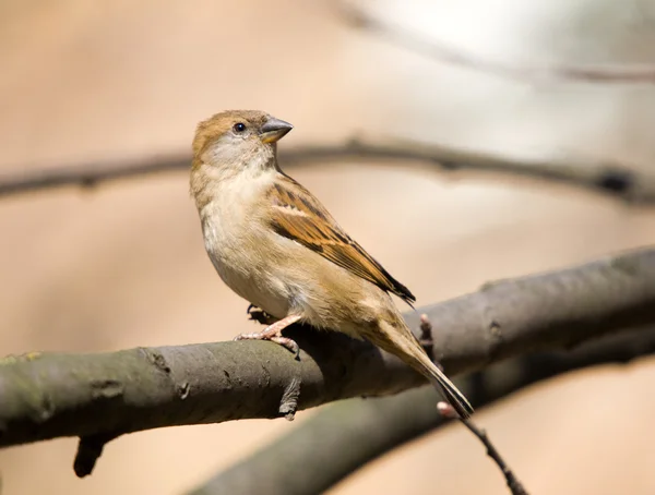 Sparrow on a tree branch — Stock Photo, Image