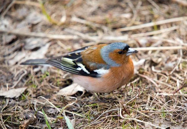 Portrait of chaffinch — Stock Photo, Image