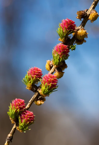 Blossoming branch of a larch — Stock Photo, Image