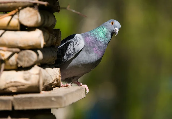 호기심 비둘기 — 스톡 사진