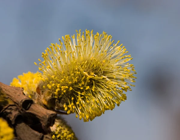 Primavera amarilla — Foto de Stock