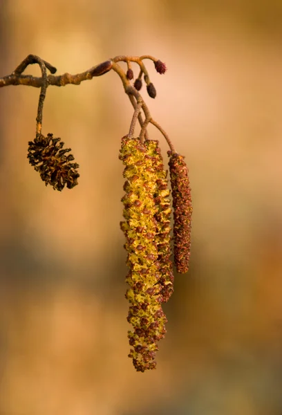 Primavera dorada — Foto de Stock