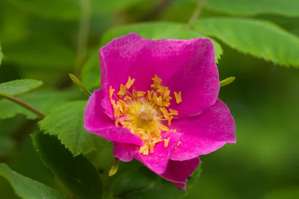 stock image Pink dogrose