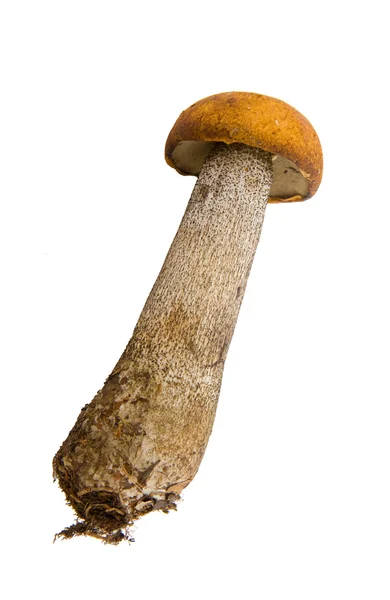 Orange-cap mushroom — Stock Photo, Image
