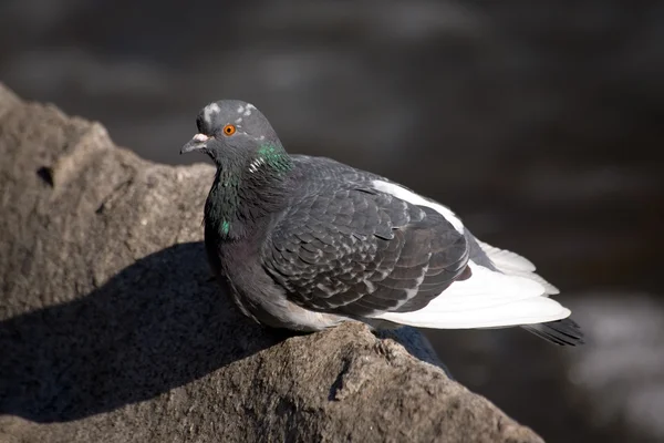 The pigeon on a stone — Stock Photo, Image