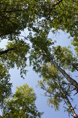 birches kocakarılar