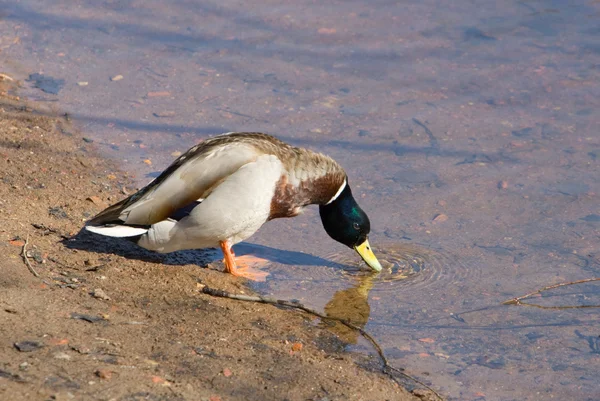 El pato bebe agua — Foto de Stock