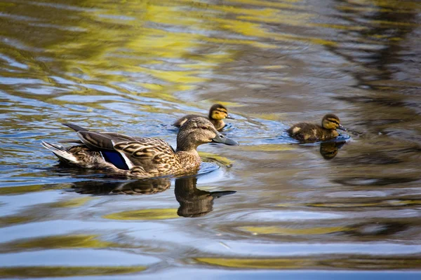 Família dos patos — Fotografia de Stock