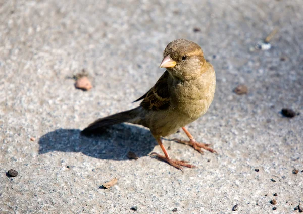 Sparrow on sidewalk — Stock Photo, Image