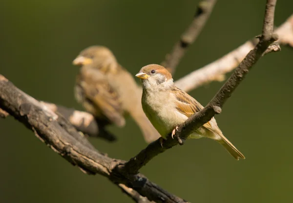 Two sparrows — Stock Photo, Image