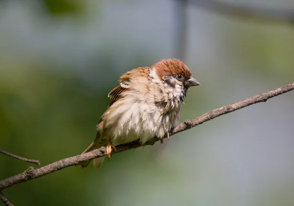De gegolfde omhoog sparrow — Stockfoto