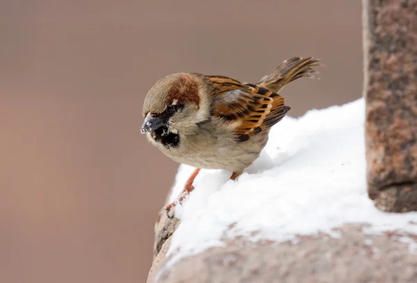 Sparrow on a parapet — Stock Photo, Image