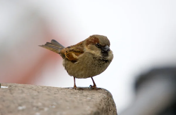 Sparrow på en Balustrad — Stockfoto