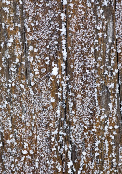 Trä och rimfrost — Stockfoto