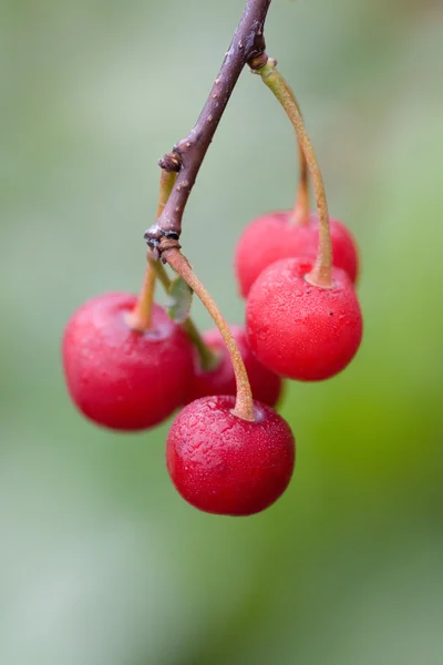 Cherry branch — Stock Photo, Image