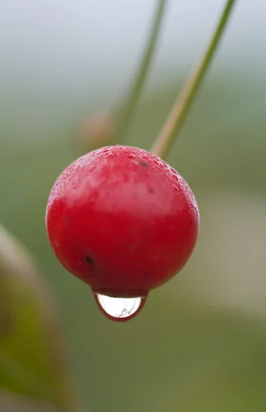 Kirsebærbær – stockfoto
