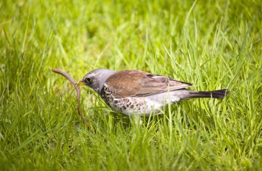 AV ile fieldfare