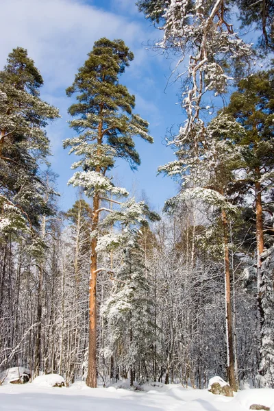 겨울 동화 — 스톡 사진