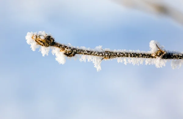 Ramo di neve — Foto Stock
