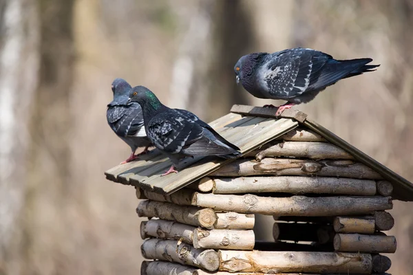 Tři holubi — Stock fotografie