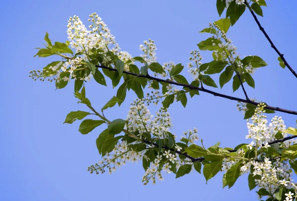 Branches of a bird cherry — Stock Photo, Image