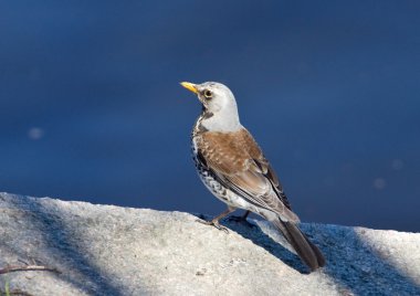 fieldfare bir parapetin üzerinde