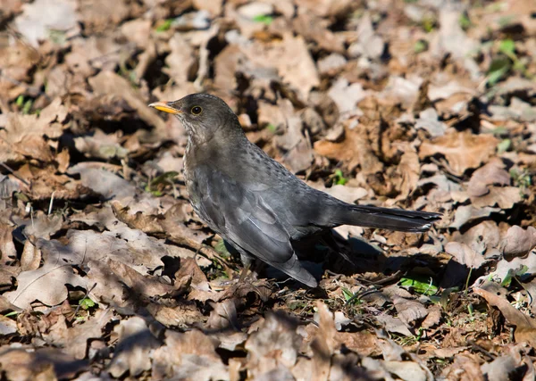 Fieldfare in the early spring — Stock Photo, Image
