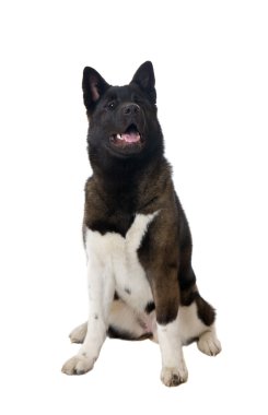 amerikan akita