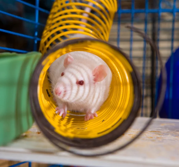 Rat in a spring — Stock Photo, Image